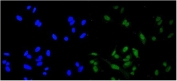 Immunofluorescent staining of FFPE human HeLa cells with RBX1 antibody (green) at 2ug/ml and DAPI nuclear stain (blue). HIER: steam section in pH6 citrate buffer for 20 min.