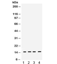 Western blot testing of 1) rat testis, 2) rat brain, 3) mouse brain and 4) mouse spleen lysate with RBX1 antibody. Expected molecular weight: 12-15 kDa.