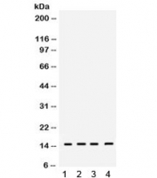 Western blot testing of 1) rat testis, 2) rat brain, 3) mouse brain and 4) mouse spleen lysate with RBX1 antibody. Expected molecular weight: 12-15 kDa.