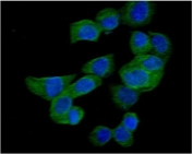 Immunofluorescent staining of FFPE human A431 cells with RAC1 antibody (green) and DAPI nuclear stain (blue). HIER: steam section in pH6 citrate buffer for 20 min.