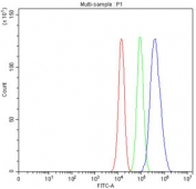 Flow cytometry testing of fixed and permeabilized human U-87 MG cells with RAC1 antibody at 1ug/million cells (blocked with goat sera); Red=cells alone, Green=isotype control, Blue= RAC1 antibody.