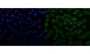 Immunofluorescent staining of FFPE human Caco-2 cells with SNRPN antibody (green) and DAPI nuclear stain (blue). HIER: steam section in pH6 citrate buffer for 20 min.