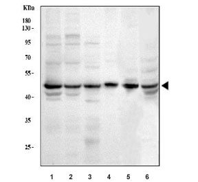 Western blot testing of 1) human HeLa, 2) human MCF7, 3) human Jurkat, 4) human T-47D, 5) rat spleen and 6) mouse RAW264.7 cell lysate with YB1 antibody. Expected molecular weight: 39~50 kDa depending on glycosylation level.