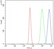 Flow cytometry testing of human A431 cells with YB1 antibody at 1ug/million cells (blocked with goat sera); Red=cells alone, Green=isotype control, Blue= YB1 antibody.