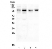Western blot testing of 1) rat brain, 2) mouse brain, 3) human SHG-44 and 4) human U-87 MG lysate with PSD95 antibody. Predicted molecular weight ~80 kDa but routinely observed at 90~95 kDa.