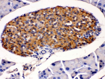 IHC testing of mouse pancreas with HSD11B2 antibody. HIER: Boil the paraffin sections in pH 6, 10mM citrate buffer for 20 minutes and allow to cool prior to staining.