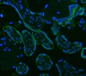 Immunofluorescent staining of FFPE human placental tissue with HSD11B2 antibody (green) and DAPI nuclear stain (blue). HIER: steam section in pH8 EDTA buffer for 20 min.