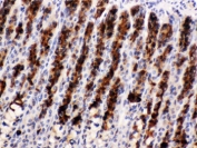 IHC testing of FFPE rat stomach with Nucb2 antibody. HIER: Boil the paraffin sections in pH 6, 10mM citrate buffer for 20 minutes and allow to cool prior to staining.