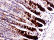 IHC testing of FFPE mouse stomach with Nucb2 antibody. HIER: Boil the paraffin sections in pH 6, 10mM citrate buffer for 20 minutes and allow to cool prior to staining.