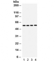 Western blot testing of human 1) U87, 2) placenta, 3) PANC and 4) HeLa lysate with SMAD3 antibody. Routinely observed at a molecular weight  of 48~56 kDa.