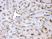IHC testing of FFPE mouse liver with Apolipoprotein A I antibody. HIER: Boil the paraffin sections in pH 6, 10mM citrate buffer for 20 minutes and allow to cool prior to staining.
