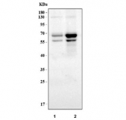 Western blot testing of human 1) Ramos and 2) Daudi lysate with Rel-B antibody. Expected molecular weight ~62 kDa, can be observed as a ~57/68 kDa doublet.