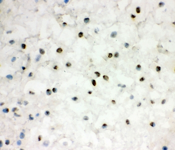 IHC staining of frozen human placental tissue with EWSR1 antibody at 1ug/ml.