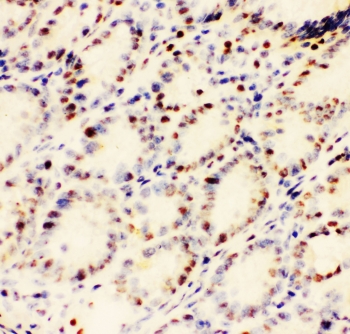 IHC staining of frozen mouse intestinal tissue with EWSR1 antibody at 1ug/ml.