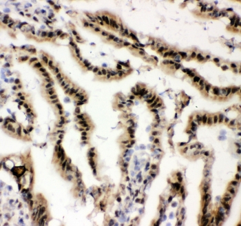 IHC staining of frozen rat intestinal tissue with EWSR1 antibody at 1ug/ml.