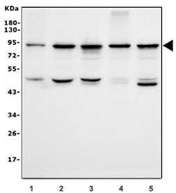 Western blot testing of human 1) HeLa, 2) K562, 3) Jurkat, 4) HL60 and 5) HEK293 cell lysate with EWSR1 antibody. Predicted molecular weight: ~69 kDa, but routinely observed at ~90 kDa.