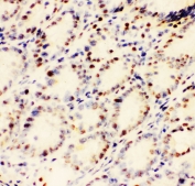 IHC staining of frozen mouse intestinal tissue with EWSR1 antibody at 1ug/ml.