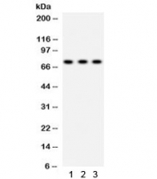 Western blot testing of 1) rat lung, 2) human A549 and 3) HeLa lysate with SP2 antibody. Expected/observed molecular weight ~72 kDa.