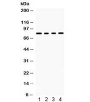 Western blot testing of 1) rat brain, 2) mouse brain, 3) human U87 and 4) HeLa lysate with SP4 antibody. Predicted/observed molecular weight ~82 kDa.