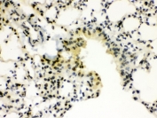 IHC testing of FFPE mouse lung wtih SP3 antibody. HIER: Boil the paraffin sections in pH 6, 10mM citrate buffer for 20 minutes and allow to cool prior to staining.