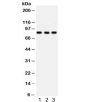 Western blot testing of 1) rat PC-12, 2) mouse HEPA and 3) human HeLa lysate with SP3 antibody. Predicted/observed molecular weight ~82 kDa.