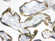 IHC testing of frozen human placental tissue with ZP2 antibody.
