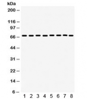 Western blot testing of 1) rat brain, 2) mouse brain, 3) rat heart, 4) mouse kidney, human 5) HeLa, 6) SW620, 7) HepG2 and 8) Jurkat lysate with SHP-2 antibody. Expected/observed molecular weight: ~68 kDa.