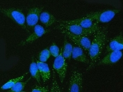 Immunofluorescent staining of FFPE human HeLa cells with FMRP antibody (green) and DAPI nuclear stain (blue). HIER: steam section in pH6 citrate buffer for 20 min.
