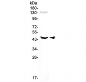 Western blot testing of mouse brain lysate with SOX4 antibody. Expected/observed molecualr weight ~47 kDa.