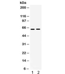 Western blot testing of human 1) A549 and 2) HeLa lysate with LOXL1 antibody. Expected/observed molecular weight ~63 kDa.~