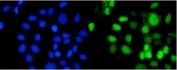 Immunofluorescent staining of FFPE human A431 cells with RBBP4 antibody (green) and DAPI nuclear stain (blue). HIER: steam section in pH6 citrate buffer for 20 min.