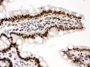 IHC testing of FFPE rat intestine with RBBP4 antibody. HIER: Boil the paraffin sections in pH 6, 10mM citrate buffer for 20 minutes and allow to cool prior to staining.