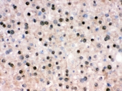 IHC testing of frozen mouse liver tissue with RBBP4 antibody.