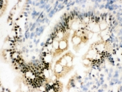 IHC testing of frozen rat small intestine tissue with RBBP4 antibody.