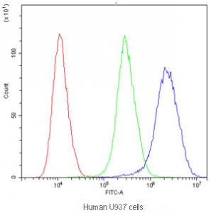 Flow cytometry testing of human U937 cells with PTP4A2 antibody at 1ug/million cells (blocked with goat sera); Red=cells alone, Green=isotype control, Blue=PTP4A2 antibody.