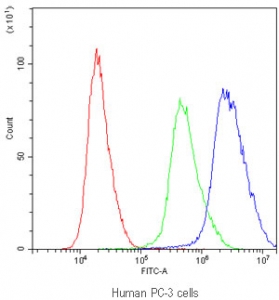 Flow cytometry testing of human PC-3 cells with PTP4A2 antibody at 1ug/million cells (blocked with goat sera); Red=cells alone, Green=isotype control, Blue=PTP4A2 antibody.