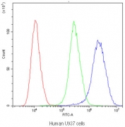 Flow cytometry testing of human U937 cells with PTP4A2 antibody at 1ug/10^6 cells (blocked with goat sera); Red=cells alone, Green=isotype control, Blue=PTP4A2 antibody.