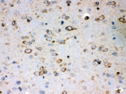 IHC testing of FFPE mouse brain with Peroxiredoxin 4 antibody. HIER: Boil the paraffin sections in pH 6, 10mM citrate buffer for 20 minutes and allow to cool prior to staining.
