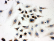 ICC testing of human A549 cells with Peroxiredoxin 4 antibody.