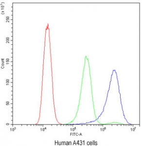 Flow cytometry testing of human A431 cells with BIK antibody at 1ug/million cells (blocked with goat sera); Red=cells alone, Green=isotype control, Blue= BIK antibody.