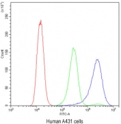 Flow cytometry testing of human A431 cells with BIK antibody at 1ug/10^6 cells (blocked with goat sera); Red=cells alone, Green=isotype control, Blue= BIK antibody.