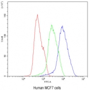 Flow cytometry testing of human MCF7 cells with BIK antibody at 1ug/10^6 cells (blocked with goat sera); Red=cells alone, Green=isotype control, Blue= BIK antibody.