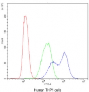 Flow cytometry testing of human THP1 cells with BIK antibody at 1ug/10^6 cells (blocked with goat sera); Red=cells alone, Green=isotype control, Blue= BIK antibody.