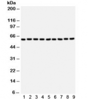 Western blot testing of 1) rat brain, 2) mouse brain, 3) rat skeletal muscle, 4) mouse skeletal muscle, human 5) U87, 6) placenta, 7) HT1080, 8) HeLa and 9) NEURO lysate with SMAD4 antibody. Expected/observed molecular weight ~60 kDa.