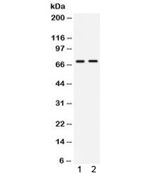 Western blot testing of human 1) HepG2 and 2) HeLa lysate with cIAP2 antibody. Predicted/observed molecular weight ~68 kDa.