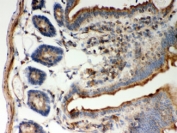 IHC testing of FFPE mouse intestine with STIM1 antibody. HIER: Boil the paraffin sections in pH 6, 10mM citrate buffer for 20 minutes and allow to cool prior to staining.