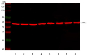 Western blot testing of 1) human HepG2, 2) human U-251, 3) human SiHa, 4) human K562, 5) rat brain, 6) rat lung, 7) mouse brain and 8) mouse lung tissue lysate with DyLight 647 conjugated secondary and EIF4A2 antibody. Expected molecular weight ~46 kDa.