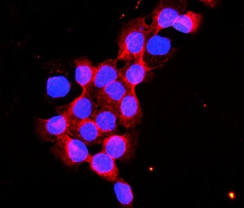Immunofluorescent staining of FFPE human A431 cells with Flotillin 2 antibody (red) and DAPI nuclear stain (blue). HIER: steam section in pH6 citrate buffer for 20 min.