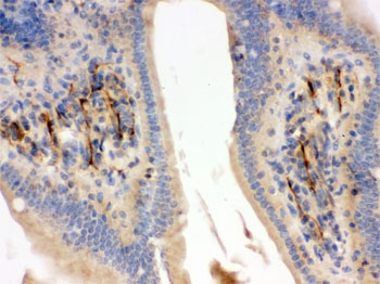 IHC testing of FFPE mouse intestine with Flotillin-2 antibody. HIER: Boil the paraffin sections in pH 6, 10mM citrate buffer for 20 minutes and allow to cool prior to staining.