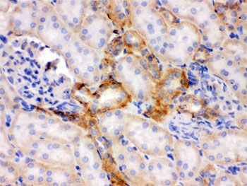 IHC testing of FFPE rat kidney with Flotillin-2 antibody. HIER: Boil the paraffin sections in pH 6, 10mM citrate buffer for 20 minutes and allow to cool prior to staining.